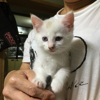 2ヵ月の元気なメス猫ちゃんです！里親募集中！！