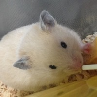 Poseidon(ポセイドン)