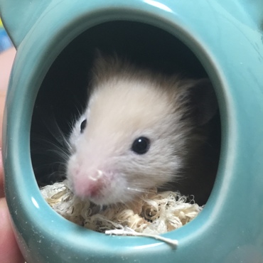 の写真