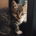 可愛いキジ白の子猫ちゃん☆
