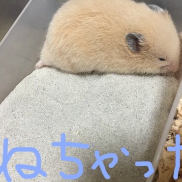 の写真