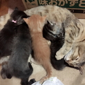 産まれたて3匹