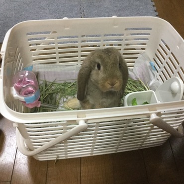 自宅到着時。はじめまして。今日からここがおうちですよ。