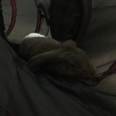 初日の夜は、自分からカゴを飛び出して、三つ穴トンネルの中で寝ました。