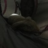 初日の夜は、自分からカゴを飛び出して、三つ穴トンネルの中で寝ました。