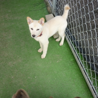 はずかしがりなゆきちゃん！！