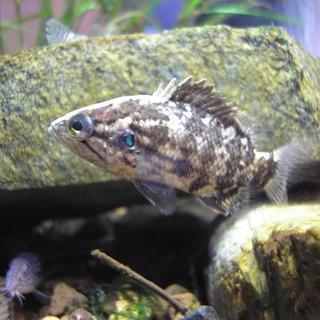 オヤニラミ里親緊急募集　　１匹