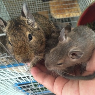 ありがとうございました。　デグーベビー　