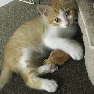 里親決定☆子猫の茶シロくん！なつっこいです☆