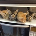 子猫の里親ありがとうございました