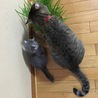 ためらいなく飛びかかるチビに困惑。