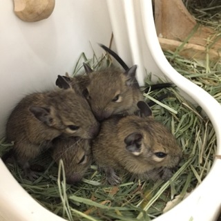 里親様 決定しました。ありがとうごさいました。