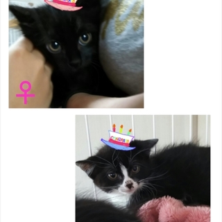 ★空き家から救出した兄妹★２匹一緒のご縁で