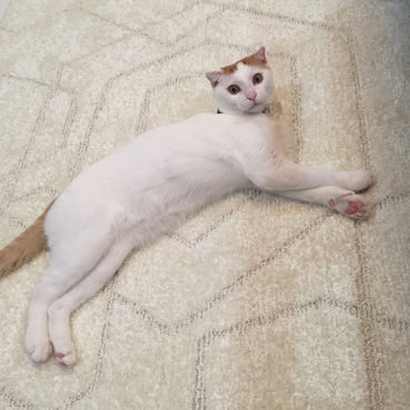 フウ太の写真