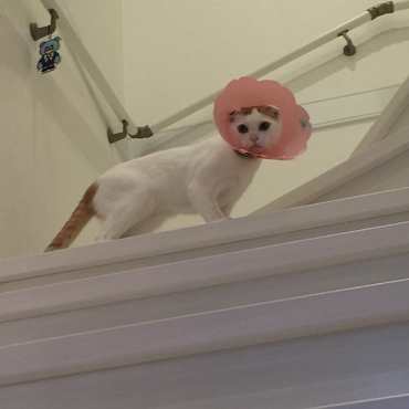 フウ太の写真