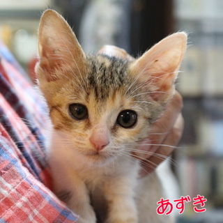 奇跡の残り福！三毛ねこのあずきちゃんです！