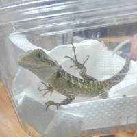 ヒガシウォータードラゴン