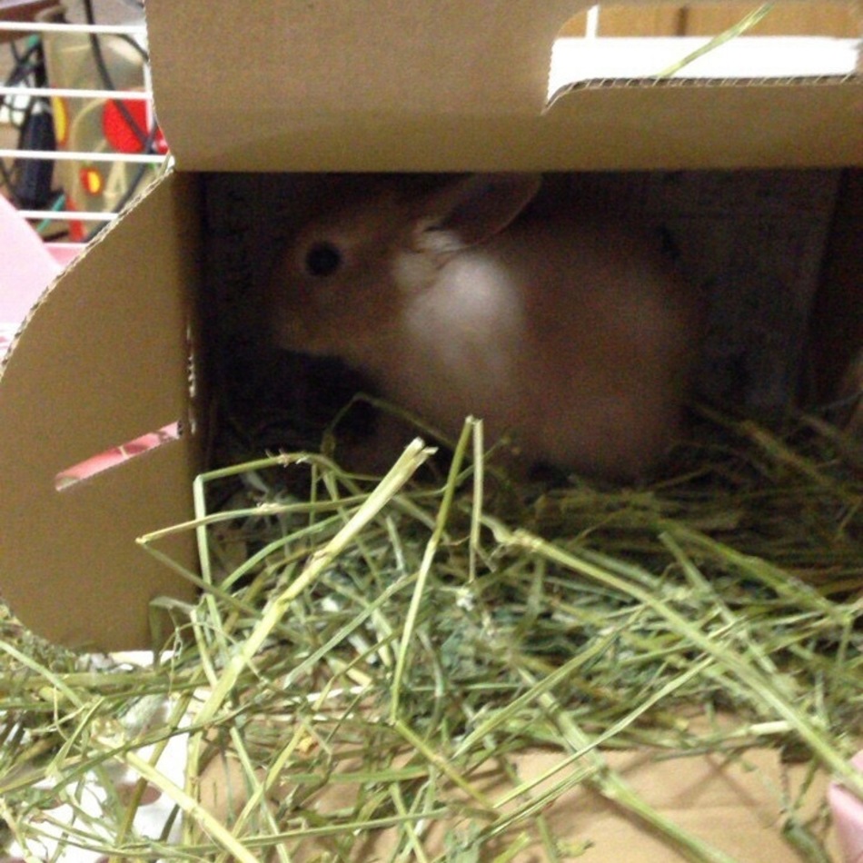 ひめのカバー写真