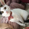 アポちゃん