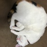 白地の多い三毛ちゃんです