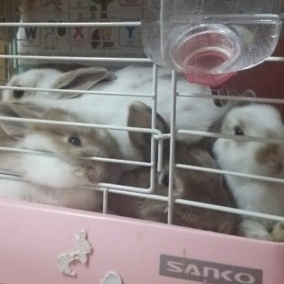 くらのカバー写真