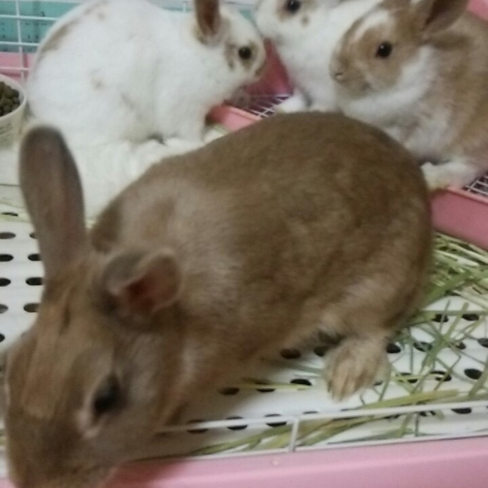 ハルのカバー写真