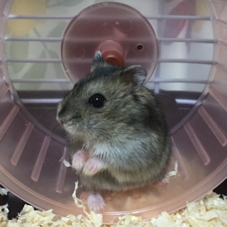 ジャンガリアンハムスターの赤ちゃん❤️