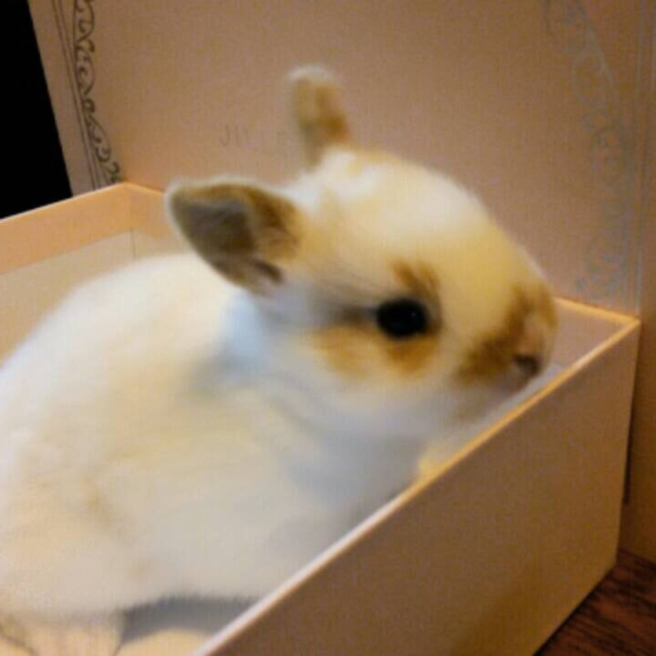 ヒデのカバー写真