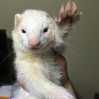 フェレットさん。吟