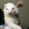 フェレットさん。吟