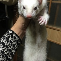 フェレットさん。吟二