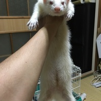 フェレットさん。吟三郎