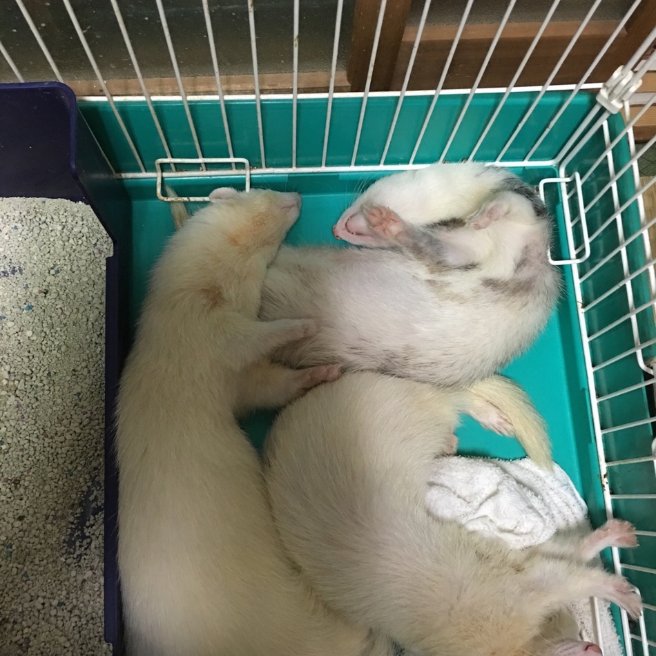 フェレットさん。吟三郎のカバー写真