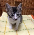 里親さんが決まりました