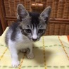 里親さんが決まりました サムネイル2