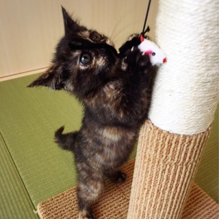 サビ柄 人懐こい女の子 生後一ヶ月半 600g