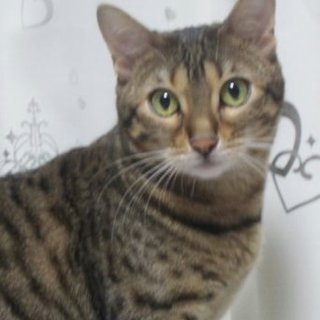 里親様急募！ベンガル5歳女の子