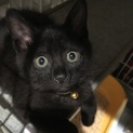 ☆可愛い盛り☆兄妹猫黒猫♂
