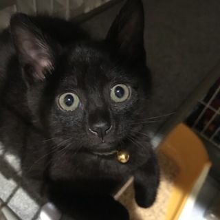 ☆可愛い盛り☆兄妹猫黒猫♂