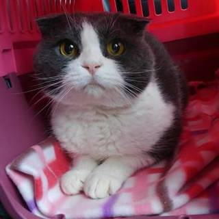 可愛い折れ耳の、むうくん（仮名）