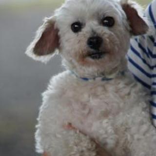 プードルまるみちゃん