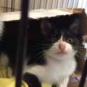 子猫を保護しました。