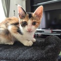 子猫を保護しました