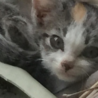 野良猫の里親募集