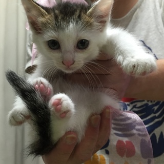 おとなしい白キジ子猫