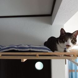 「トムさん、ロフトをプチ改造　後篇」サムネイル3