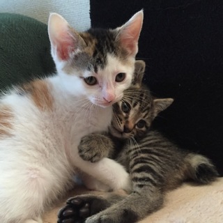 再 生後3ヶ月の三毛猫☆彡.。