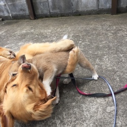 「遊んで遊んで遊んで」サムネイル3