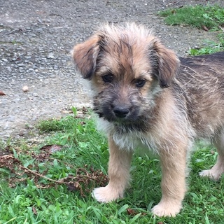 捨て子の子犬ちゃんを保護しています。