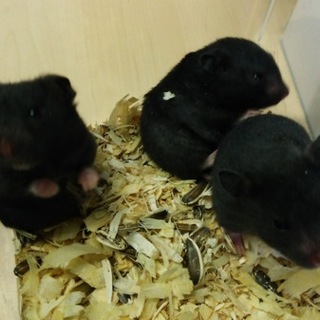 キンクマハムスターベビー